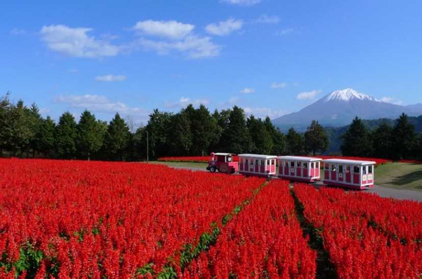 돗토리- 하나카이로.jpg