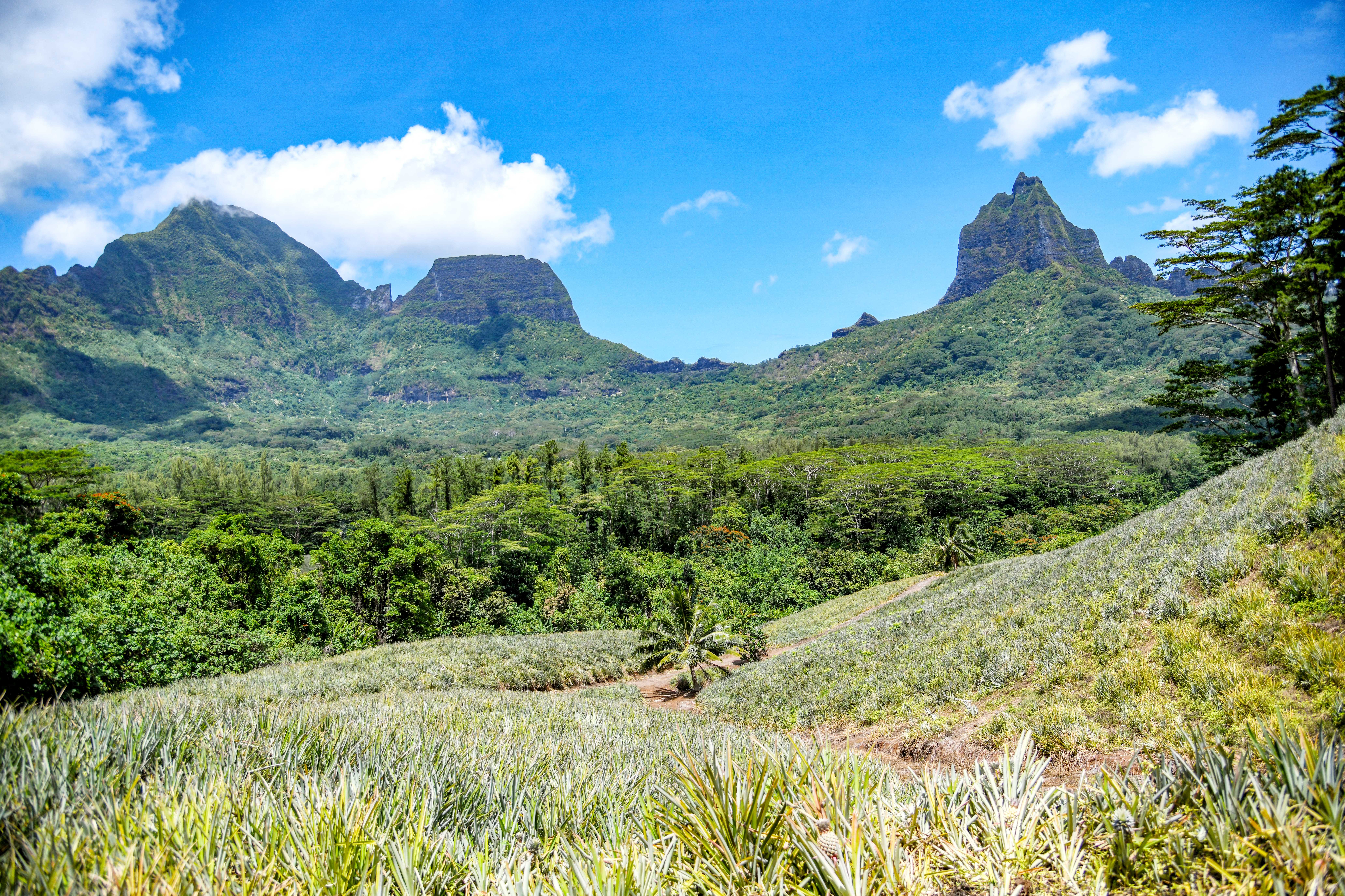 16.01.2024 - 15_champ ananas_moorea®StudioPONANT_ThibaultGarnier.jpg
